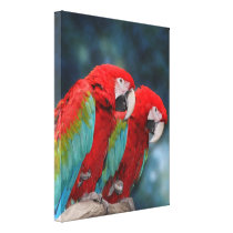 Cute Red Parrots Couple Photo