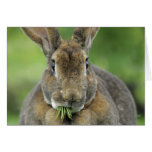 Cute Rex Bunny Rabbit Eating Fir Needles Card