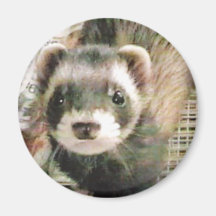 Cute Sable Ferret Fridge Magnets