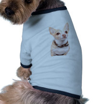 Cute sandy coloured chihuahua dog pet clothes