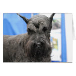 Cute Schnauzer  Greeting Cards