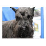 Cute Schnauzer  Postcard