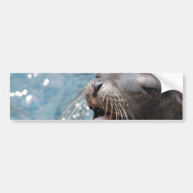 Cute Sea Lion  Bumper Stickers