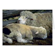 Cute Sheep pair one cold morning cards