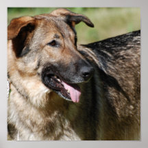 Cute Shepherd Poster
