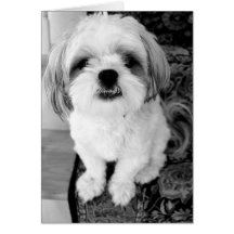 Cute Shih Tzu  Note Card