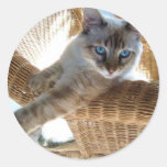 cute siamese cat stickers