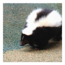 Cute Skunk  Invitations