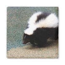Cute Skunk Magnet