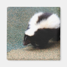 Cute Skunk Magnet
