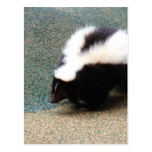 Cute Skunk Postcard