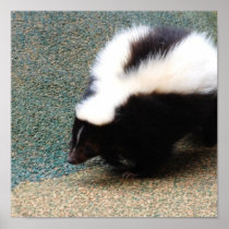 Cute Skunk Poster