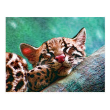 Cute Sleeping Baby Ocelot Kitten Post Cards