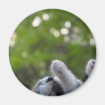 Cute Sleeping Kitten Fridge Magnet