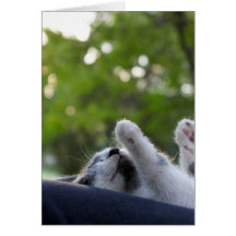 Cute Sleeping Kitten Greeting Card
