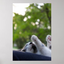Cute Sleeping Kitten Print