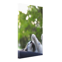 Cute Sleeping Kitten Stretched Canvas Prints