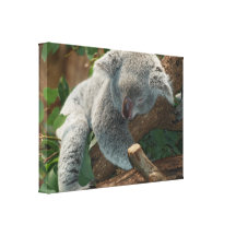 Cute Sleeping Koala Bear Gallery Wrap Canvas