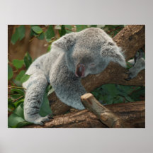 Cute Sleeping Koala Bear Posters