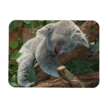 Cute Sleeping Koala Bear Rectangular Magnets