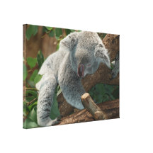 Cute Sleeping Koala Bear Stretched Canvas Print