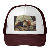 Cute Sleeping Red Panda w/ Food in It's Mouth Hat