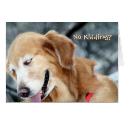 Cute Sneaky Dog Greeting Cards by riverme
