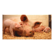 Cute Sow with Piglets Photo Greeting Card