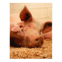 Cute Sow with Piglets Postcards