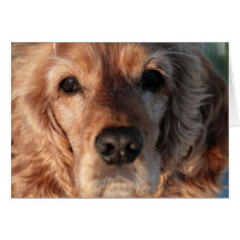 Cute Spaniel Greeting Card