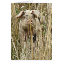 Cute Spotty Pig Greeting Card