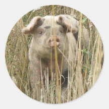 Cute Spotty Pig Sticker