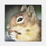 Cute Squirrel Close-Up Magnet