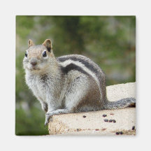 Cute squirrel fridge magnet