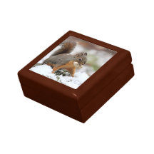 Cute Squirrel in Snow with Peanut Gift Boxes