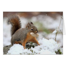 Cute Squirrel in Snow with Peanut Greeting Card