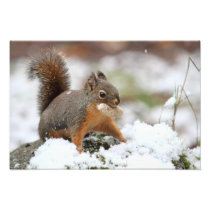 Cute Squirrel in Snow with Peanut Photo Art