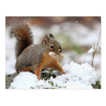 Cute Squirrel in Snow with Peanut Post Card