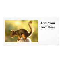 Cute Squirrel on a Cookie Jar Personalized Photo Card