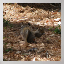 Cute Squirrel Poster