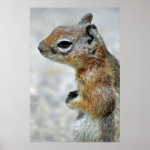 Cute Squirrel Poster