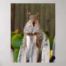 Cute Squirrel Posters
