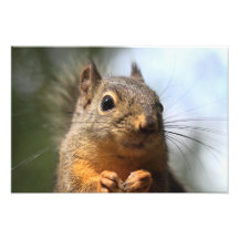Cute Squirrel Smiling Closeup Photo