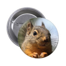 Cute Squirrel Smiling Closeup Photo Pinback Buttons