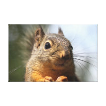 Cute Squirrel Smiling Closeup Photo Stretched Canvas Print