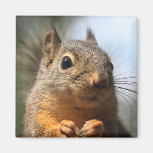 Cute Squirrel Smiling Closeup Photo Magnets