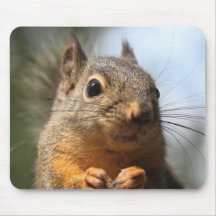 Cute Squirrel Smiling Closeup Photo Mouse Pad