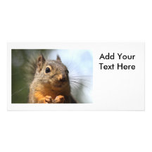 Cute Squirrel Smiling Closeup Photo Photo Cards