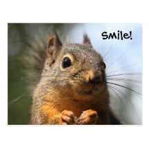 Cute Squirrel Smiling Closeup Photo Post Cards