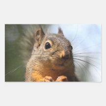 Cute Squirrel Smiling Closeup Photo Rectangle Sticker